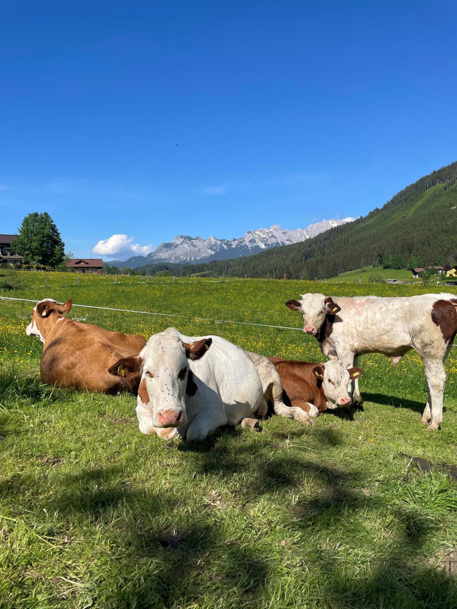 Appartamento Wimmhof Sankt Martin am Tennengebirge Esterno foto