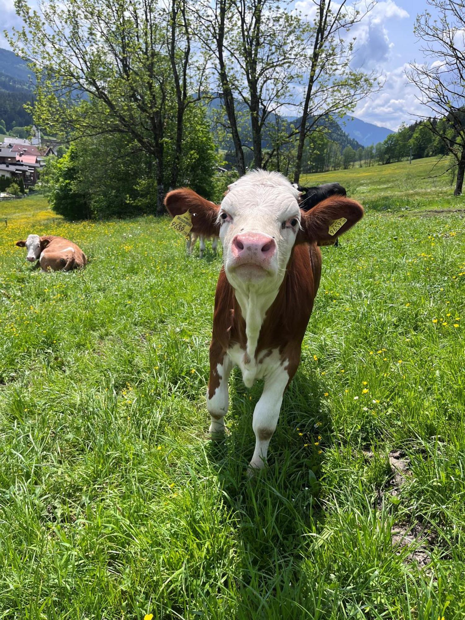 Appartamento Wimmhof Sankt Martin am Tennengebirge Esterno foto