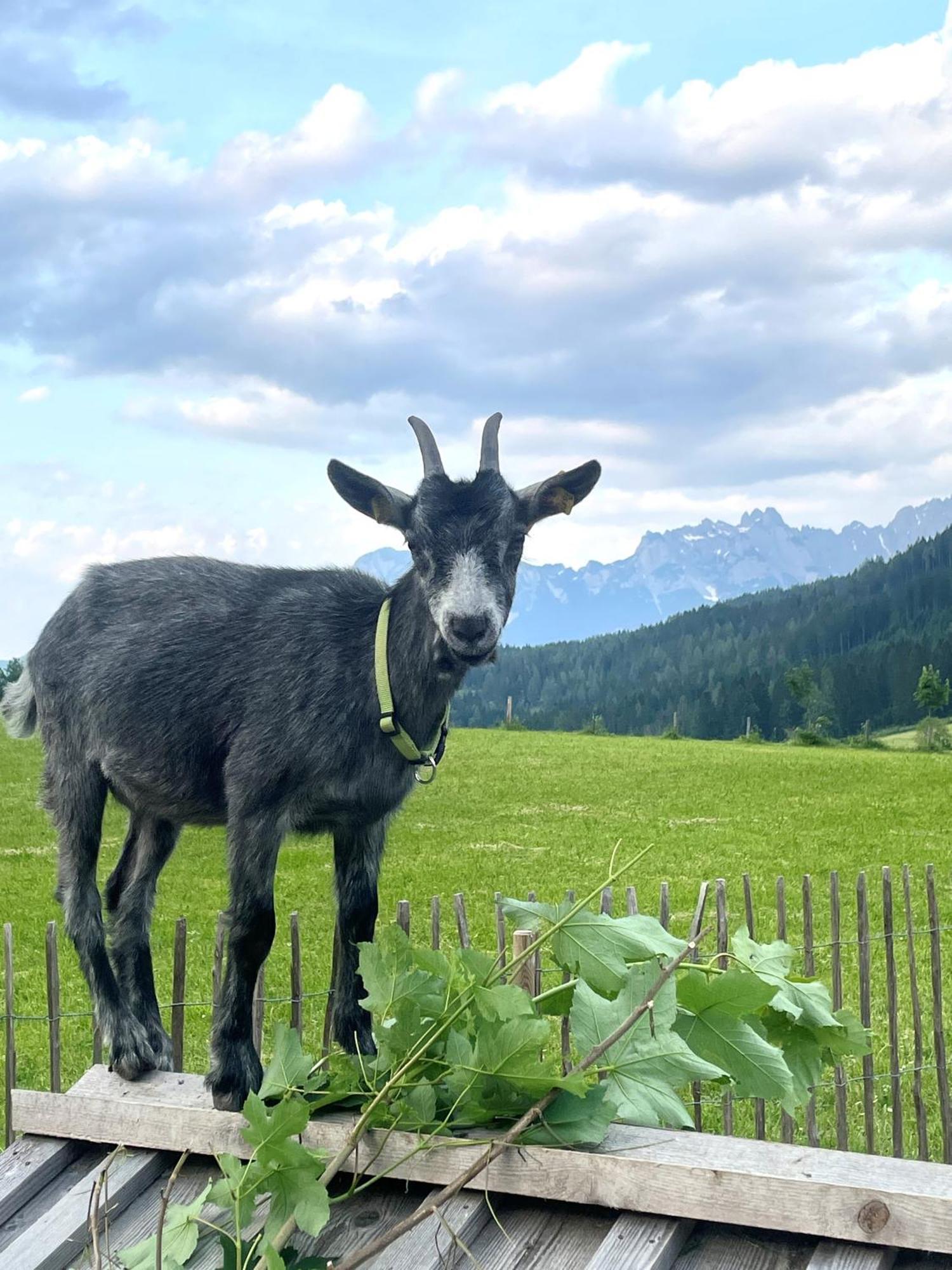 Appartamento Wimmhof Sankt Martin am Tennengebirge Esterno foto