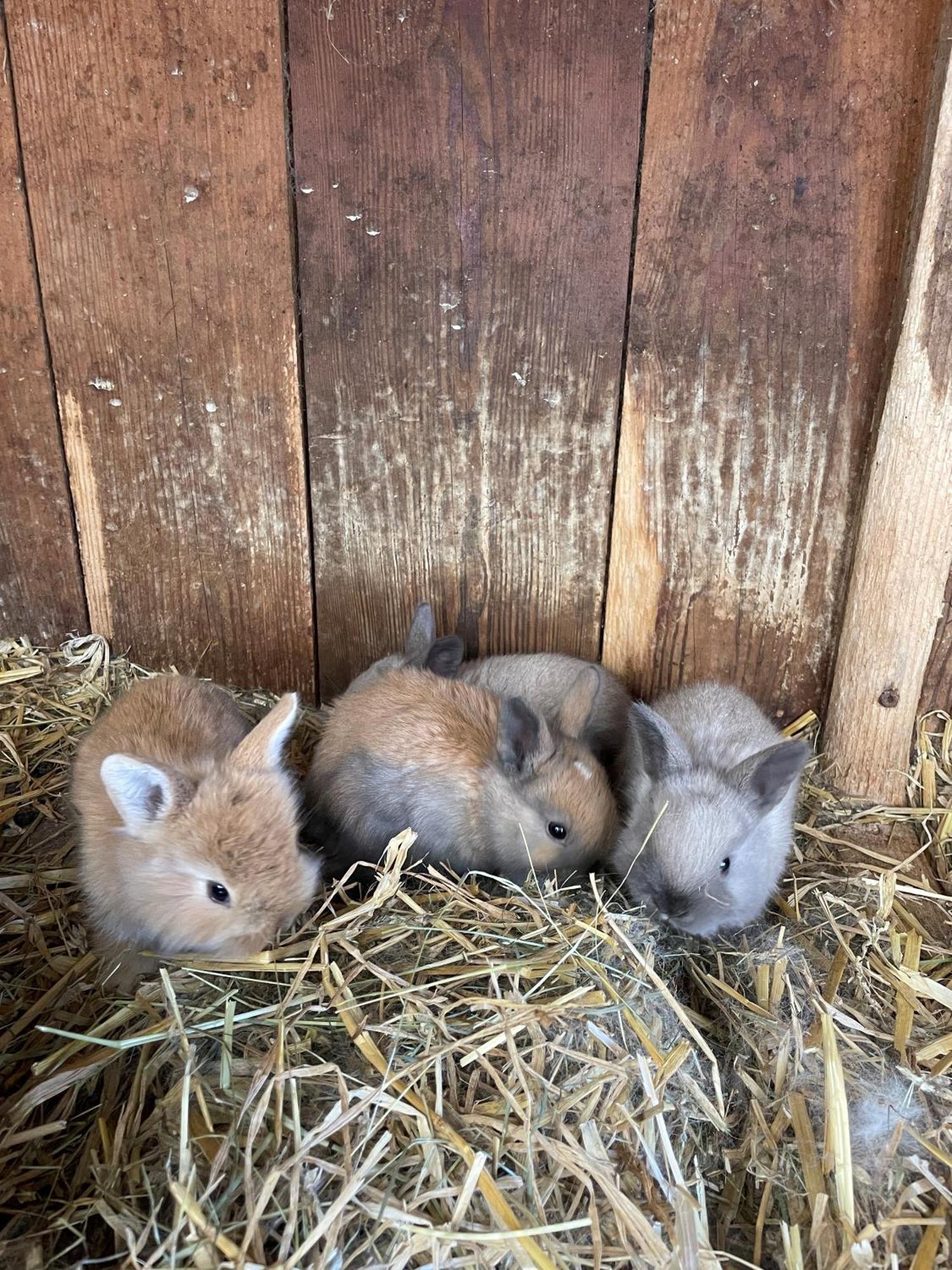Appartamento Wimmhof Sankt Martin am Tennengebirge Esterno foto